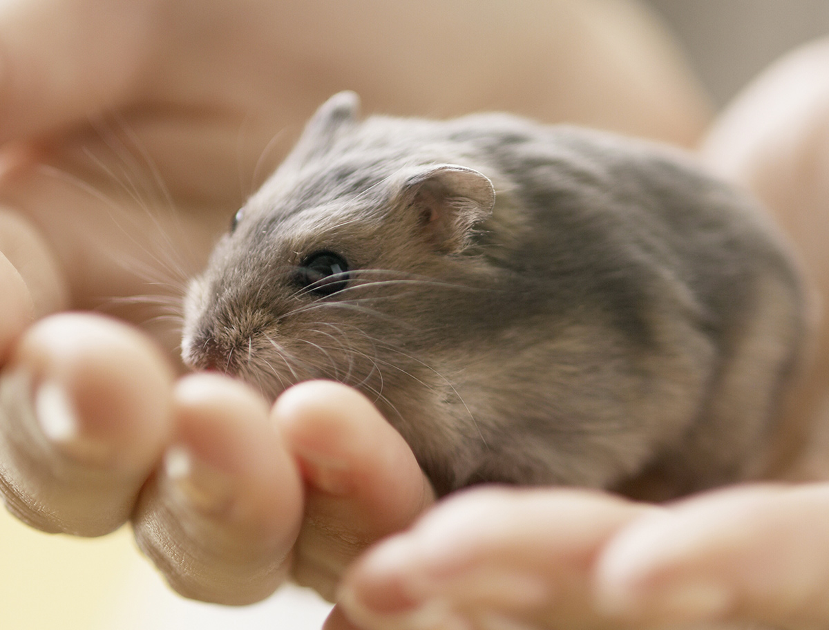 はらのまち動物病院 ハムスターの健康や病気 治療 手術について